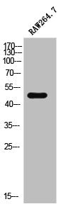 Western Blot analysis of RAW264.7 cells using IGSF4C Polyclonal Antibody