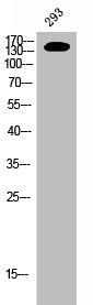 Western Blot analysis of 293 cells using Phospho-Neu (Y1248) Polyclonal Antibody