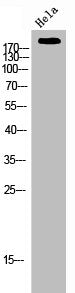 Western Blot analysis of Hela cells using Phospho-ErbB-3 (Y1289) Polyclonal Antibody