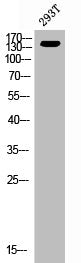 ERBB3 Antibody – Figure 1 of 2