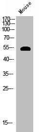 Phospho-AKT1 (S124) Antibody – Figure 1 of 1