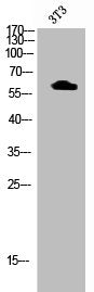 Phospho-AKT1 (T72) Antibody – Figure 1 of 1