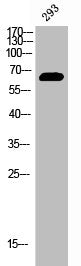 Western Blot analysis of 293 cells using Phospho-ERα (Y537) Polyclonal Antibody