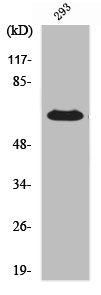 Western Blot analysis of 293 cells using ERα Polyclonal Antibody