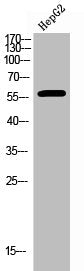 Phospho-ESR2 (S105) Antibody – Figure 1 of 1