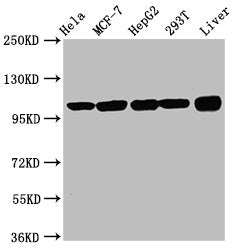 ACTN4 Antibody, HRP conjugated – Figure 1 of 4