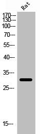 Western Blot analysis of rat cells using Cleaved-Factor Xa activated HC (I235) Polyclonal Antibody