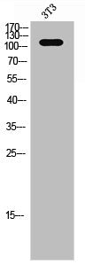 Western Blot analysis of NIH-3T3 cells using PYK2 Polyclonal Antibody