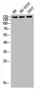 Western blot analysis of KB SH-SY5Y 293T lysis using Flt-1 antibody.