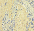FASLG Antibody, HRP conjugated – Figure 1 of 3