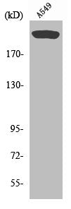 MTOR Antibody – Figure 1 of 1