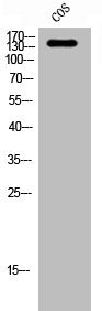 ABL1 Antibody – Figure 1 of 3