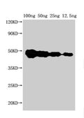 Western Blot
Positive WB detected in Recombinant protein
All lanes: FEN1 antibody at 1:2000
Secondary
Goat polyclonal to rabbit IgG at 1/50000 dilution
Predicted band size: 37 kDa
Observed band size: 45 kDa