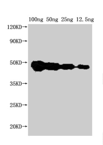 Western Blot
Positive WB detected in Recombinant protein
All lanes: FEN1 antibody at 1:2000
Secondary
Goat polyclonal to rabbit IgG at 1/50000 dilution
Predicted band size: 37 kDa
Observed band size: 45 kDa