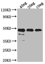 Western Blot
Positive WB detected in Recombinant protein
All lanes: FEN1 antibody at 1:2000
Secondary
Goat polyclonal to rabbit IgG at 1/50000 dilution
Predicted band size: 37.19 kDa
Observed band size: 45 kDa