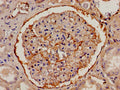 FGA Antibody, FITC conjugated – Figure 1 of 1