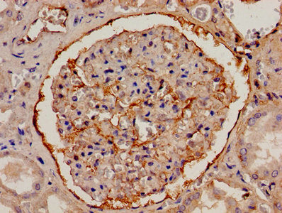 FGA Antibody, Biotin conjugated – Figure 1 of 1