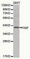 Western blot analysis of 293T cell lysate ,using FIGF antibody.