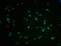 Immunofluorescence staining of SH-SY5Y cells with CSB-PA008692LA01HU-IF at 1:100, counter-stained with DAPI. The cells were fixed in 4% formaldehyde and blocked in 10% normal Goat Serum. The cells were then incubated with the antibody overnight at 4°C. The secondary antibody was Alexa Fluor 488-congugated AffiniPure Goat Anti-Rabbit IgG(H+L).