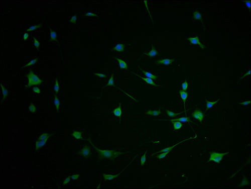 Immunofluorescence staining of SH-SY5Y cells with CSB-PA008692LA01HU-IF at 1:100, counter-stained with DAPI. The cells were fixed in 4% formaldehyde and blocked in 10% normal Goat Serum. The cells were then incubated with the antibody overnight at 4°C. The secondary antibody was Alexa Fluor 488-congugated AffiniPure Goat Anti-Rabbit IgG(H+L).