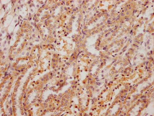 IHC image of CSB-PA008759HA01RA diluted at 1:200 and staining in paraffin-embedded rat kidney tissue performed on a Leica BondTM system. After dewaxing and hydration, antigen retrieval was mediated by high pressure in a citrate buffer (pH 6.0). Section was blocked with 10% normal goat serum 30min at RT. Then primary antibody (1% BSA) was incubated at 4°C overnight. The primary is detected by a Goat anti-rabbit polymer IgG labeled by HRP and visualized using 0.05% DAB.