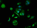 Immunofluorescence staining of MCF-7 cells with CSB-PA008840LA01HU at 1:133, counter-stained with DAPI. The cells were fixed in 4% formaldehyde, permeabilized using 0.2% Triton X-100 and blocked in 10% normal Goat Serum. The cells were then incubated with the antibody overnight at 4°C. The secondary antibody was Alexa Fluor 488-congugated AffiniPure Goat Anti-Rabbit IgG(H+L).