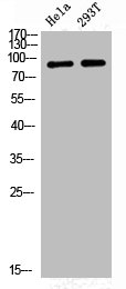 Western Blot analysis of HELA 293T cells using Phospho-GR (S226) Polyclonal Antibody