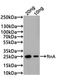Western Blot Positive WB detected in: CSB-EP009053HUV（DA05657a7g0）(20µg), CSB-EP009053HUV（DA05657a7g0）（10µg) All lanes: ftnA antibody at 1:1000 Secondary Goat polyclonal to rabbit IgG at 1/20000 dilution Predicted band size: 24.8kDa Observed band size: 24.8kDa Exposure time: 5s