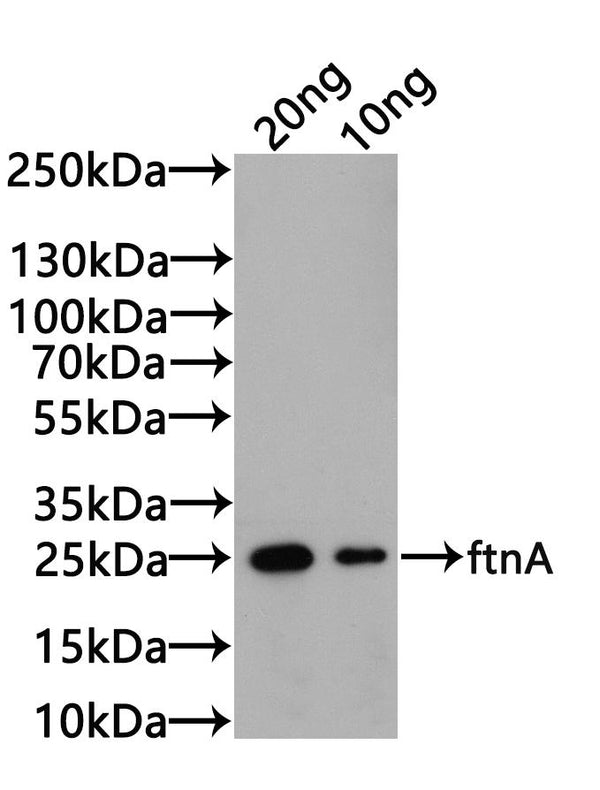 Western Blot Positive WB detected in: CSB-EP009053HUV（DA05657a7g0）(20µg), CSB-EP009053HUV（DA05657a7g0）（10µg) All lanes: ftnA antibody at 1:1000 Secondary Goat polyclonal to rabbit IgG at 1/20000 dilution Predicted band size: 24.8kDa Observed band size: 24.8kDa Exposure time: 5s