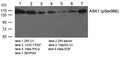 Western blot analysis of extracts from various cells using ASK1(Phospho-Ser966) Antibody.