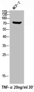 Western Blot analysis of MCF7+TNF cells using Phospho-HSF1 (S303) Polyclonal Antibody
