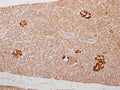 IHC image of CSB-PA009315LA01HU diluted at 1:300 and staining in paraffin-embedded human pancreatic tissue performed on a Leica BondTM system. After dewaxing and hydration, antigen retrieval was mediated by high pressure in a citrate buffer (pH 6.0). Section was blocked with 10% normal goat serum 30min at RT. Then primary antibody (1% BSA) was incubated at 4°C overnight. The primary is detected by a Goat anti-rabbit polymer IgG labeled by HRP and visualized using 0.05% DAB.