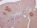 IHC image of CSB-PA009315LA11HU diluted at 1:300 and staining in paraffin-embedded human pancreatic tissue performed on a Leica BondTM system. After dewaxing and hydration, antigen retrieval was mediated by high pressure in a citrate buffer (pH 6.0). Section was blocked with 10% normal goat serum 30min at RT. Then primary antibody (1% BSA) was incubated at 4°C overnight. The primary is detected by a Goat anti-rabbit polymer IgG labeled by HRP and visualized using 0.05% DAB.