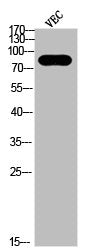 Western blot analysis of VEC using p-HSP90β (S226) antibody.