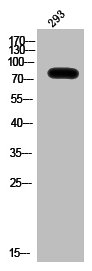 Western Blot analysis of 293 cells using HSP90β Polyclonal Antibody