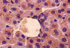 Gdf5 Antibody, HRP conjugated – Figure 1 of 2