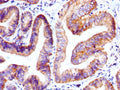 GDF9 Antibody, HRP conjugated – Figure 1 of 1
