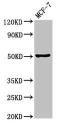 Western Blot
Positive WB detected in: MCF-7 whole cell lysate
All lanes: GFAP antibody at 3.4ug/ml
Secondary
Goat polyclonal to rabbit IgG at 1/50000 dilution
Predicted band size: 50, 51 kDa
Observed band size: 50 kDa