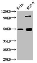 GFAP Antibody, HRP conjugated – Figure 1 of 4