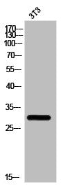 Western Blot analysis of 3T3 cells using ICAM-2 Polyclonal Antibody