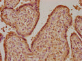 IHC image of CSB-PA009407LA01HU diluted at 1:100 and staining in paraffin-embedded human placenta tissue performed on a Leica BondTM system. After dewaxing and hydration, antigen retrieval was mediated by high pressure in a citrate buffer (pH 6.0). Section was blocked with 10% normal goat serum 30min at RT. Then primary antibody (1% BSA) was incubated at 4°C overnight. The primary is detected by a biotinylated secondary antibody and visualized using an HRP conjugated SP system.