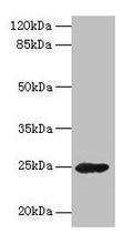 GH2 Antibody, HRP conjugated – Figure 1 of 2