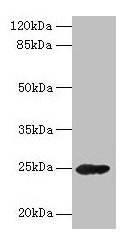 GH2 Antibody, HRP conjugated – Figure 1 of 2