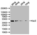 Western Blot
Positive WB detected in: recombinant protein
All lanes:lacZ Antibody at 1:1000
Secondary
Goat polyclonal to rabbit IgG at 1/20000 dilution
Predicted band size: 37.7 kDa
Observed band size: 45 kDa