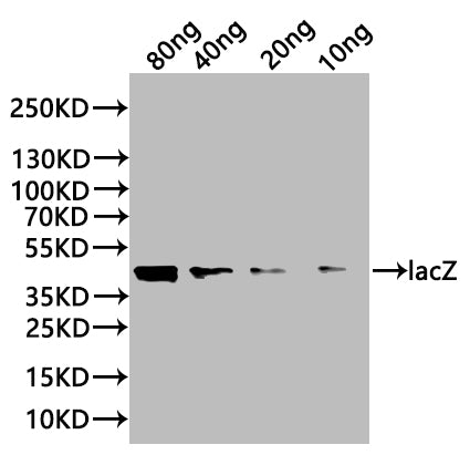 Western Blot
Positive WB detected in: recombinant protein
All lanes:lacZ Antibody at 1:1000
Secondary
Goat polyclonal to rabbit IgG at 1/20000 dilution
Predicted band size: 37.7 kDa
Observed band size: 45 kDa