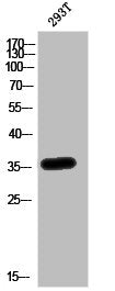 APOE Antibody – Figure 1 of 1
