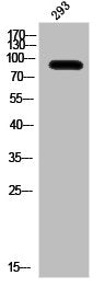 Phospho-IL4R (Y497) Antibody – Figure 1 of 1