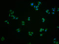 Immunofluorescence staining of HepG2 cells with CSB-PA009563LA01HU at 1:100, counter-stained with DAPI. The cells were fixed in 4% formaldehyde and blocked in 10% normal Goat Serum. The cells were then incubated with the antibody overnight at 4°C. The secondary antibody was Alexa Fluor 488-congugated AffiniPure Goat Anti-Rabbit IgG(H+L).