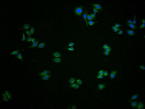 Immunofluorescence staining of HepG2 cells with CSB-PA009563LA01HU at 1:100, counter-stained with DAPI. The cells were fixed in 4% formaldehyde and blocked in 10% normal Goat Serum. The cells were then incubated with the antibody overnight at 4°C. The secondary antibody was Alexa Fluor 488-congugated AffiniPure Goat Anti-Rabbit IgG(H+L).