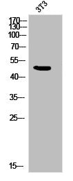 Western Blot analysis of 3T3 cells using Phospho-IL-8Rβ (S347) Polyclonal Antibody